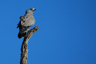 Timbavati Private Game Reserve