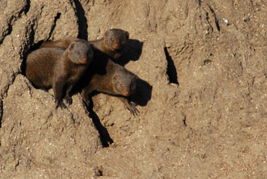 Timbavati Private Game Reserve