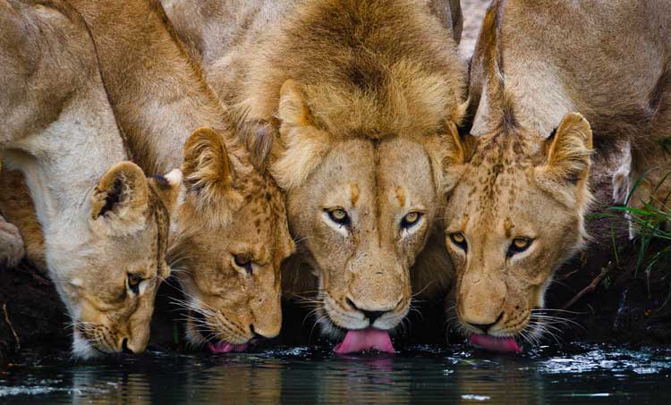 Lion - Geiger�s Camp
