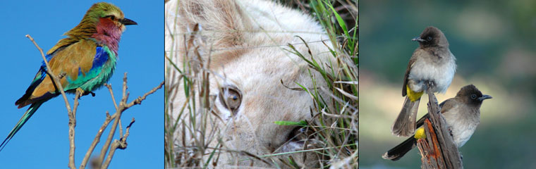 Game Drives Kambaku River Sands Timbavati Game Reserve Thatched Suites Kruger National Park South Africa